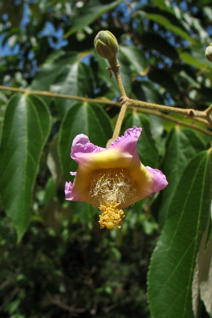 Image of Luehea divaricata specimen.