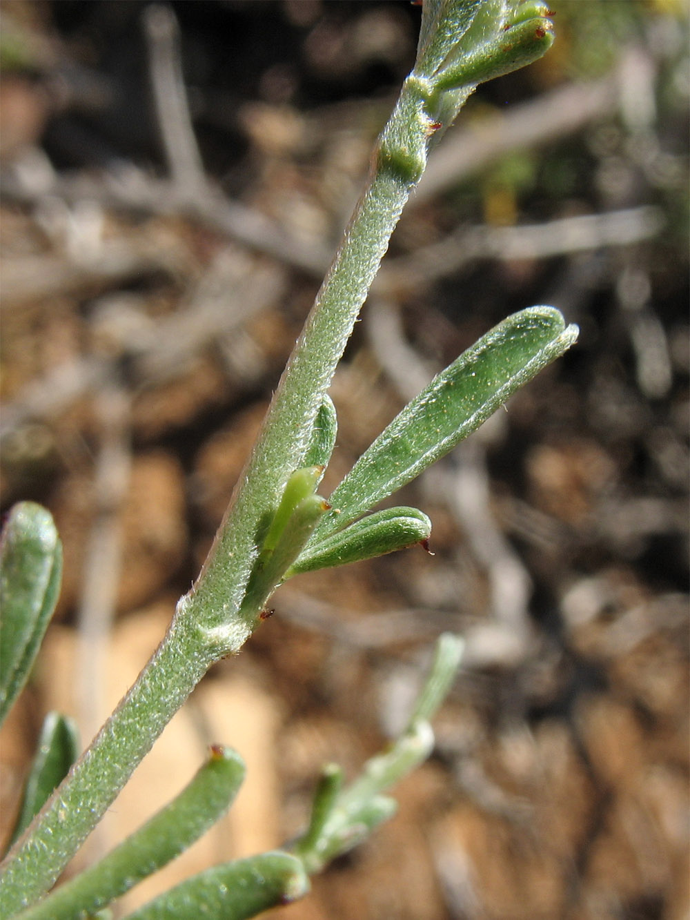 Image of Anthyllis hermanniae specimen.