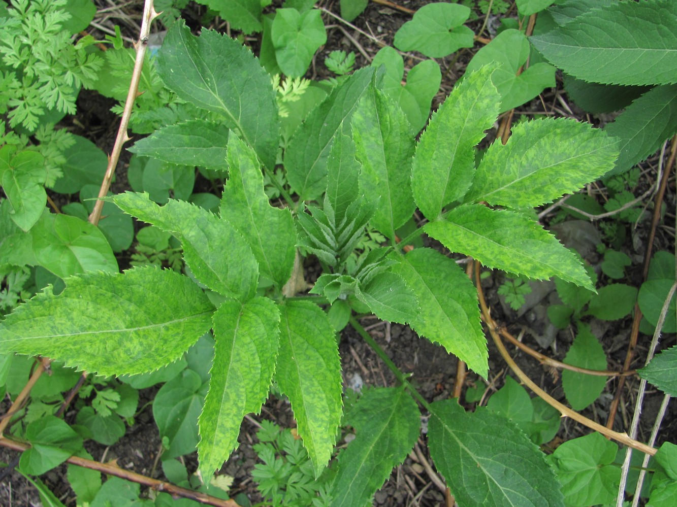 Изображение особи Sambucus ebulus.