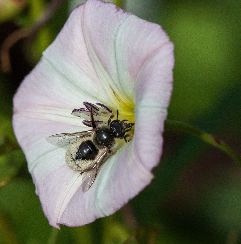 Image of Convolvulus arvensis specimen.