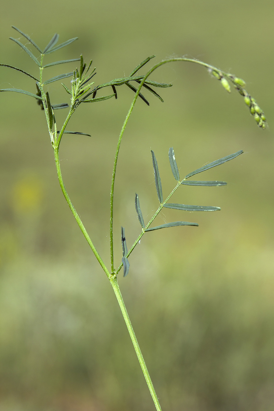 Image of Astragalus austriacus specimen.