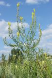 Linaria maeotica. Верхняя часть цветущего растения. Украина, г. Луганск, ул. П. Сороки, пустырь. 10.07.2021.