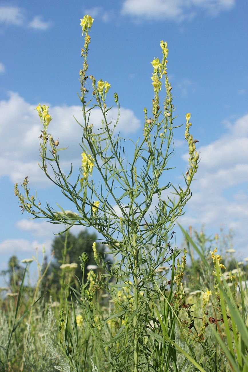 Image of Linaria maeotica specimen.