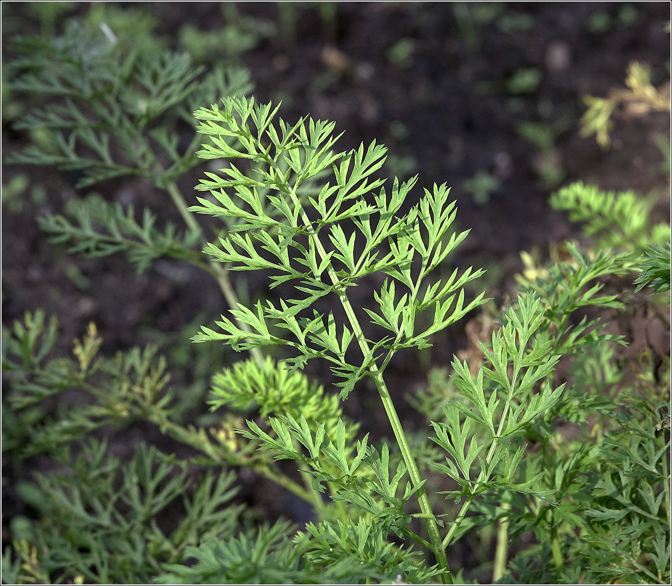 Изображение особи Daucus sativus.