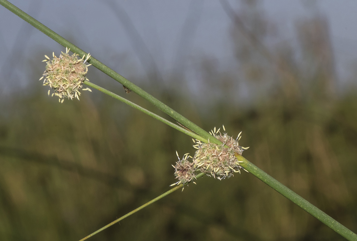 Image of Scirpoides holoschoenus specimen.