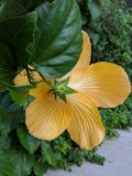 Hibiscus rosa-sinensis. Верхушка побега с цветком (вид со стороны чашечки). Израиль, г. Бат-Ям, в культуре. 23.11.2020.