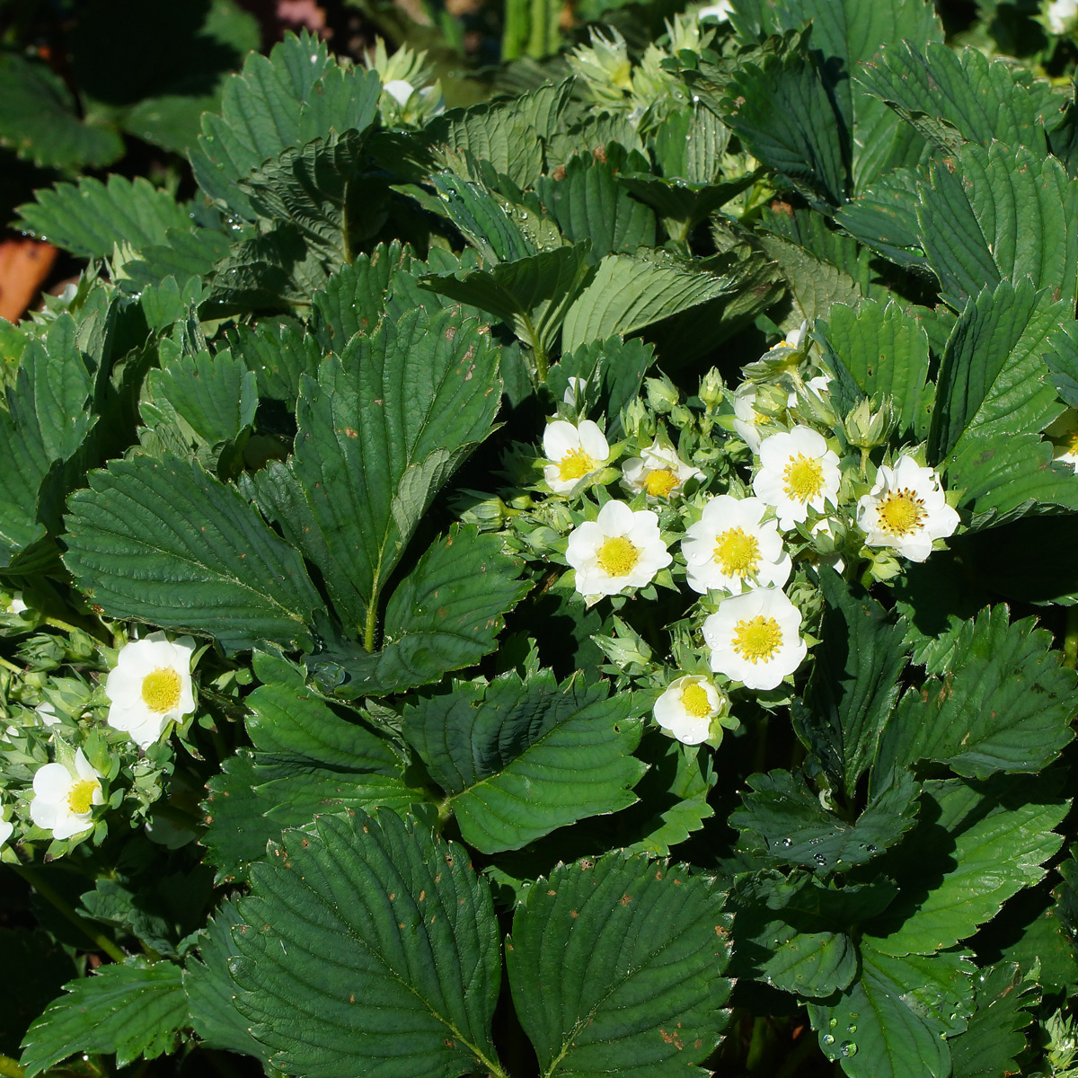 Image of Fragaria &times; ananassa specimen.