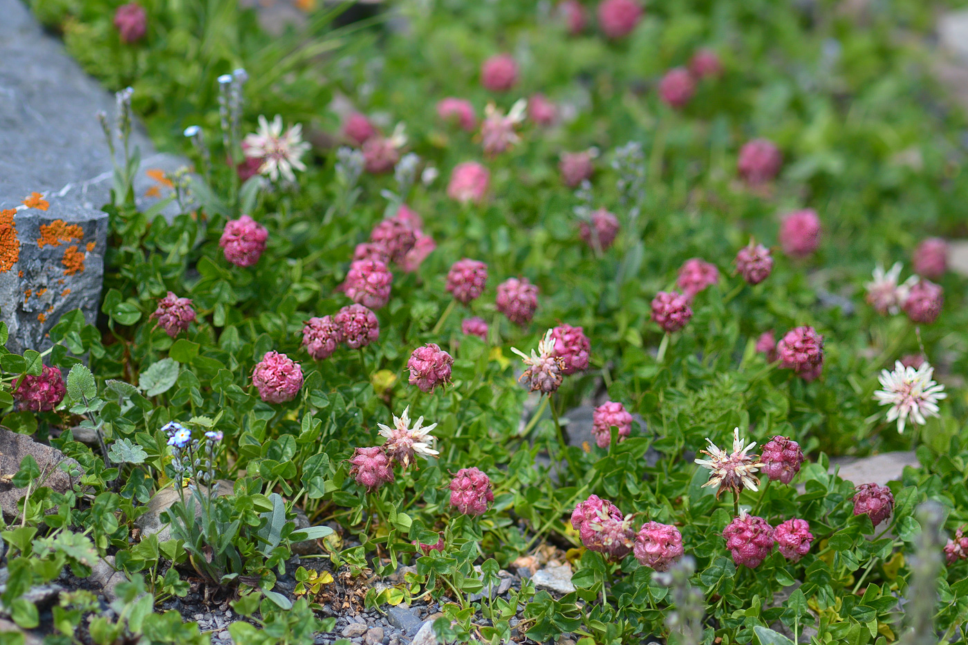 Изображение особи Trifolium raddeanum.