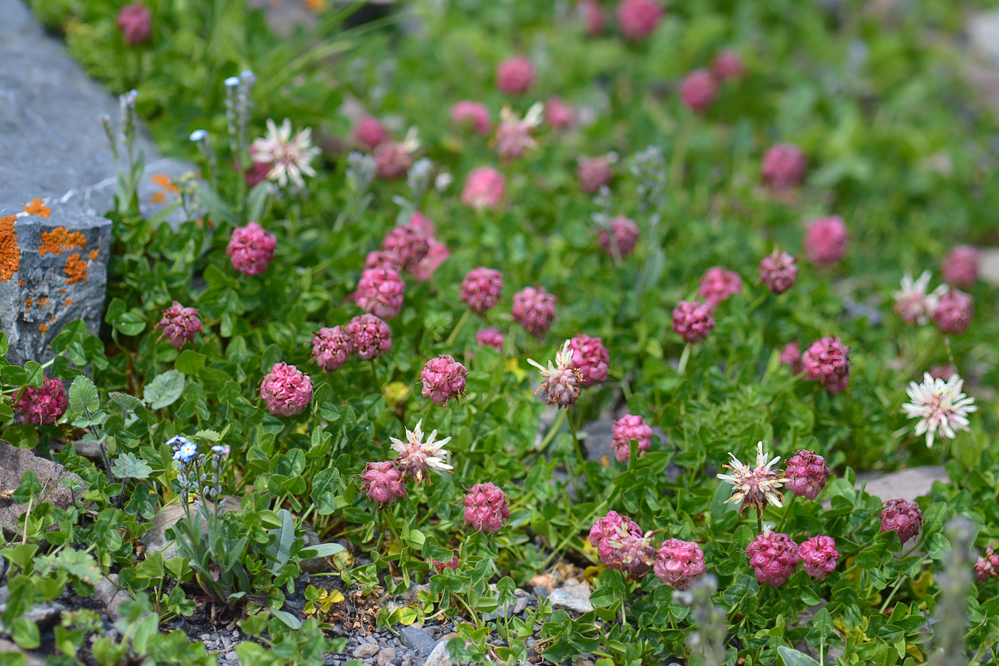 Image of Trifolium raddeanum specimen.