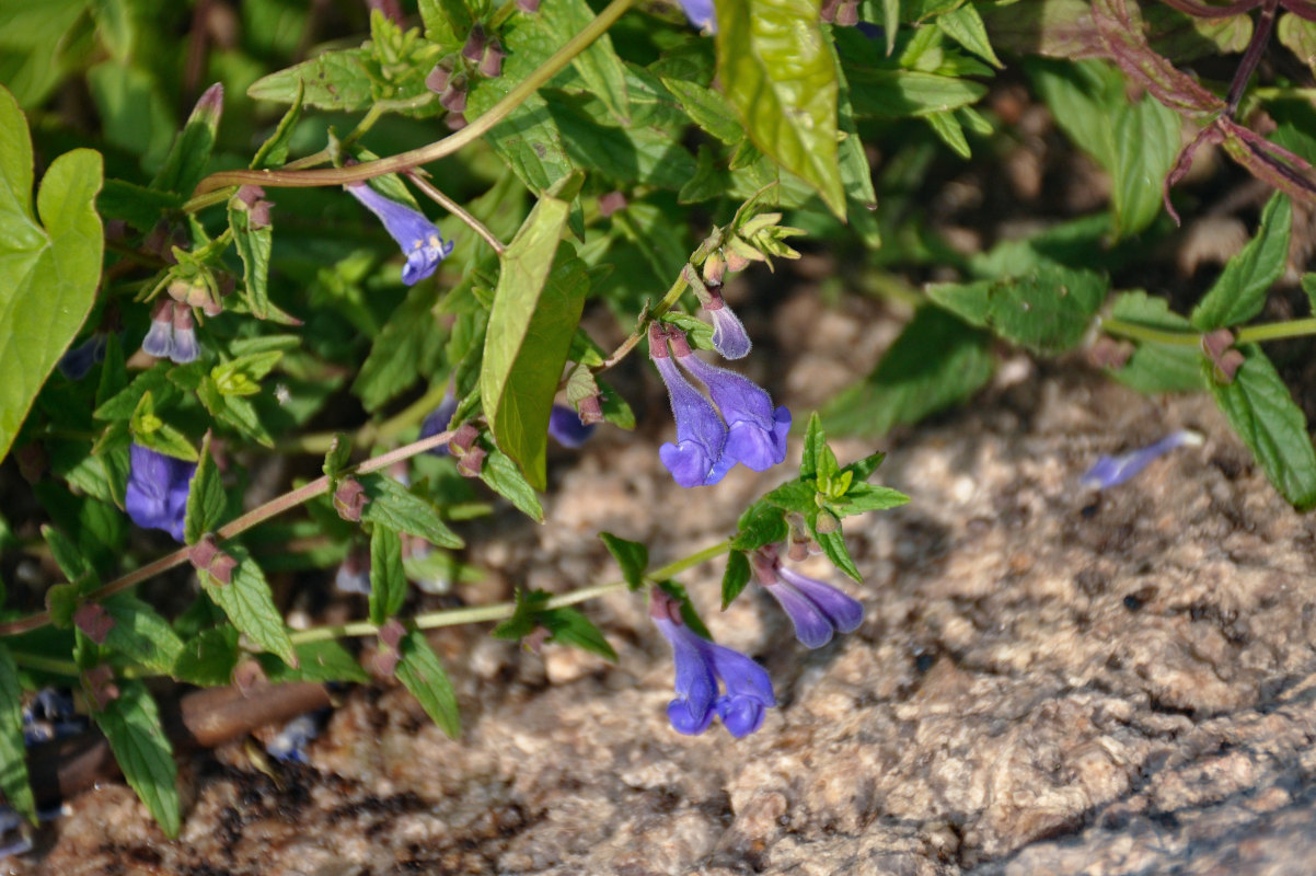 Изображение особи Scutellaria galericulata.