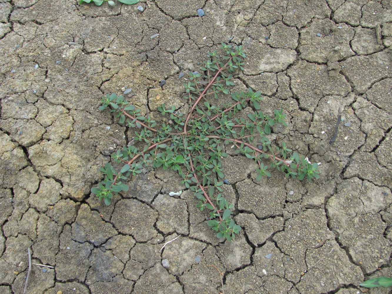 Image of Portulaca oleracea specimen.