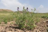 Nigella segetalis