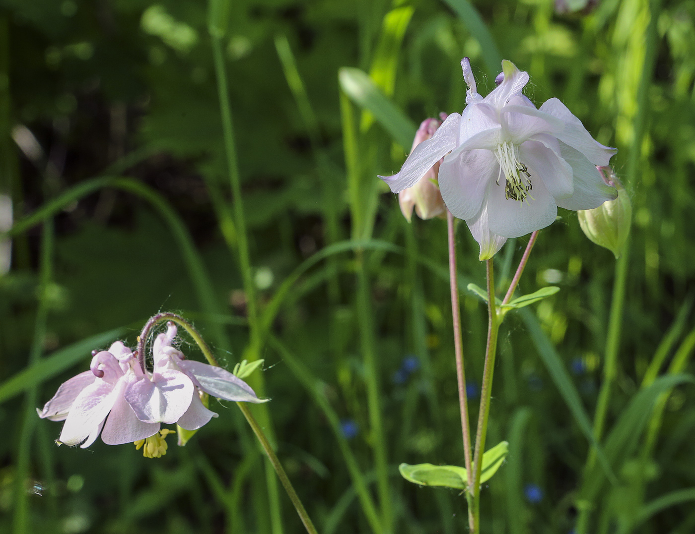 Image of Aquilegia vulgaris specimen.