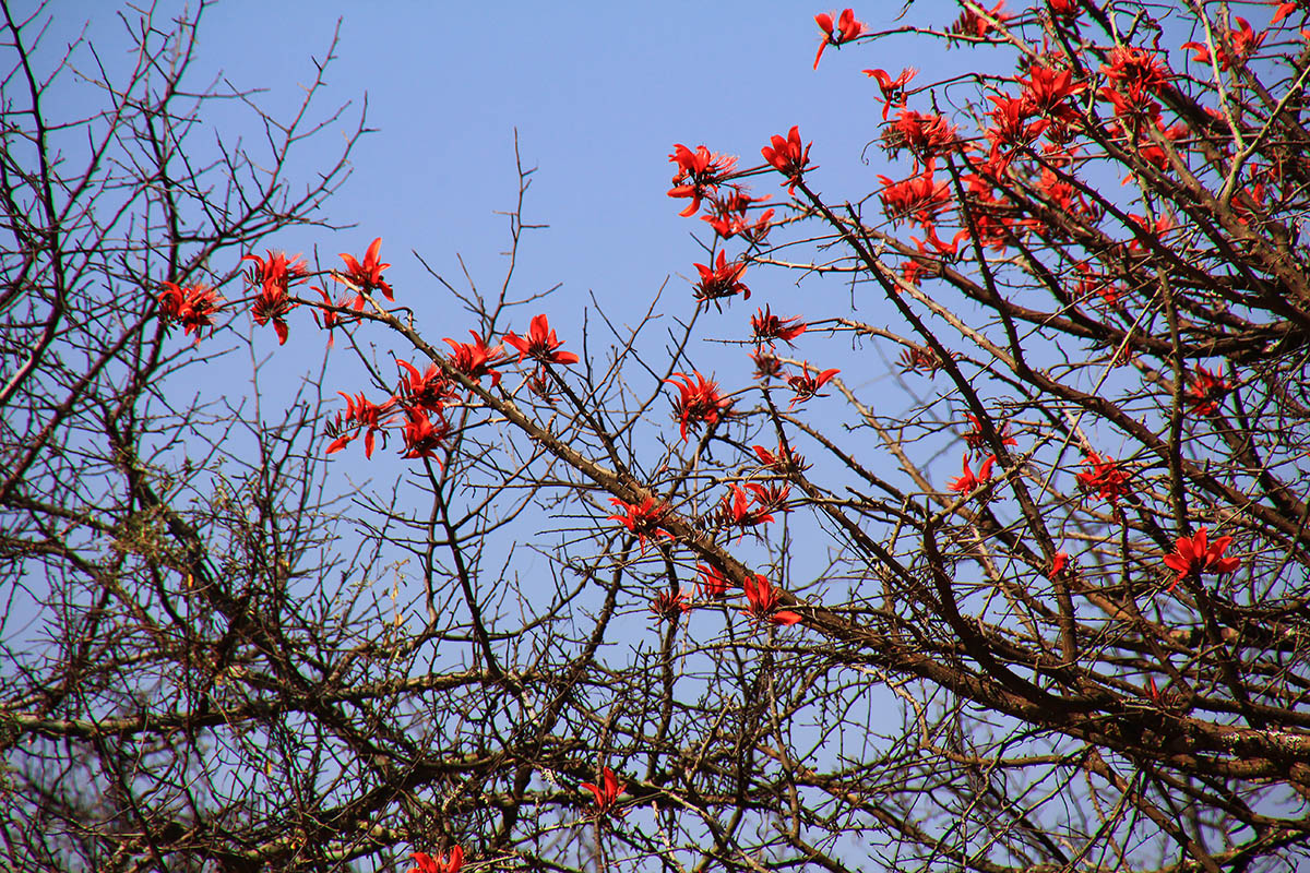 Image of Erythrina lysistemon specimen.