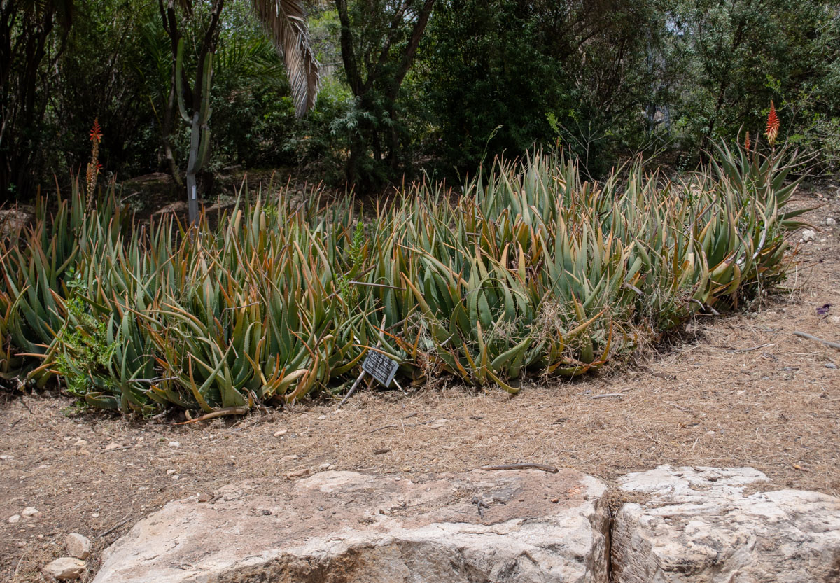 Изображение особи Aloe lutescens.