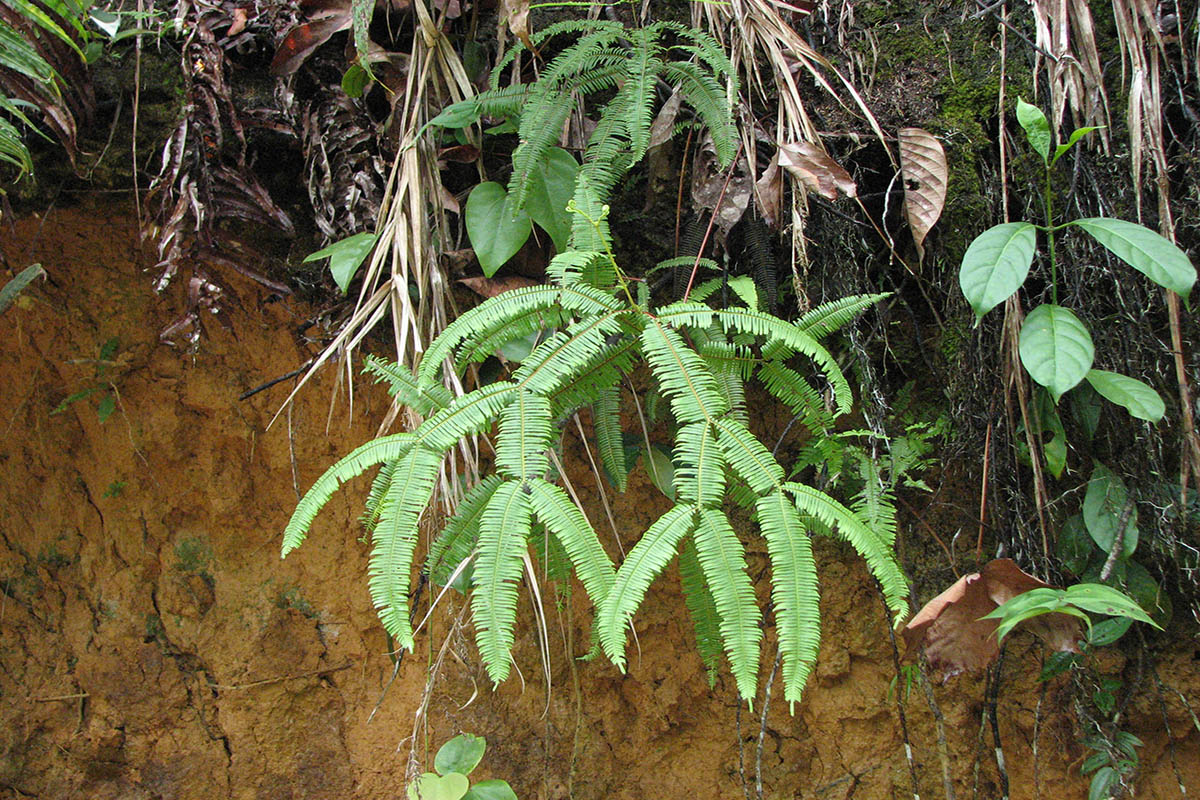 Image of class Polypodiopsida specimen.