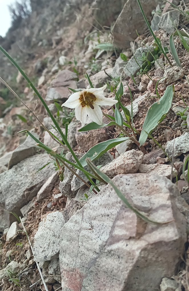 Image of Fritillaria baisunensis specimen.