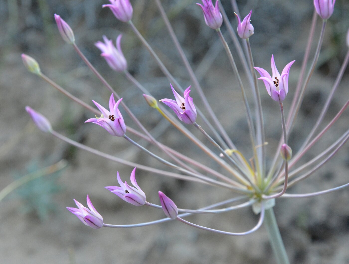 Image of Allium iliense specimen.