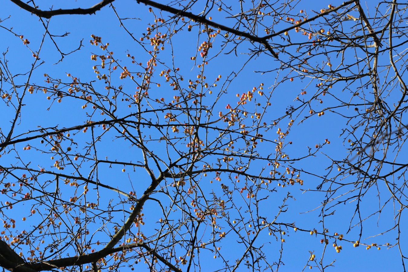 Image of Malus prunifolia specimen.