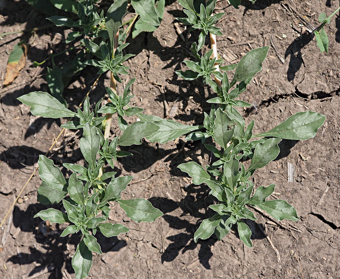 Image of Amaranthus blitoides specimen.