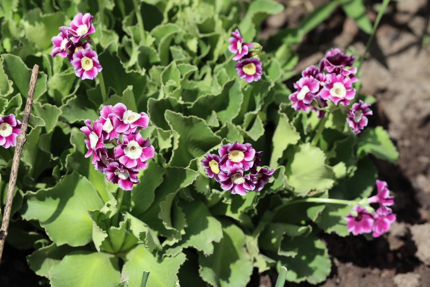 Image of Primula auricula specimen.