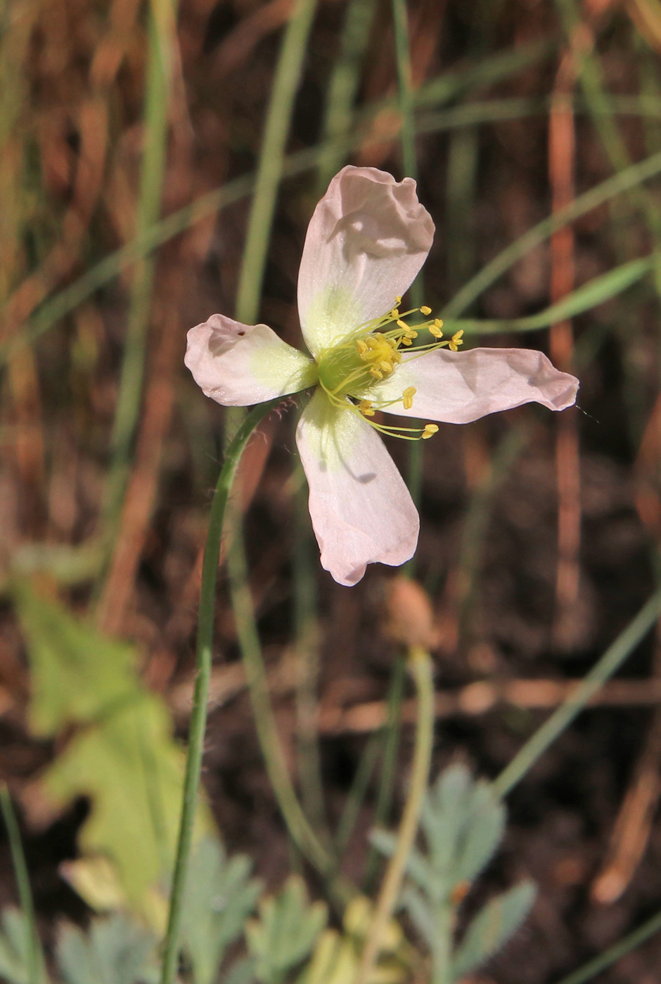 Изображение особи Papaver alboroseum.