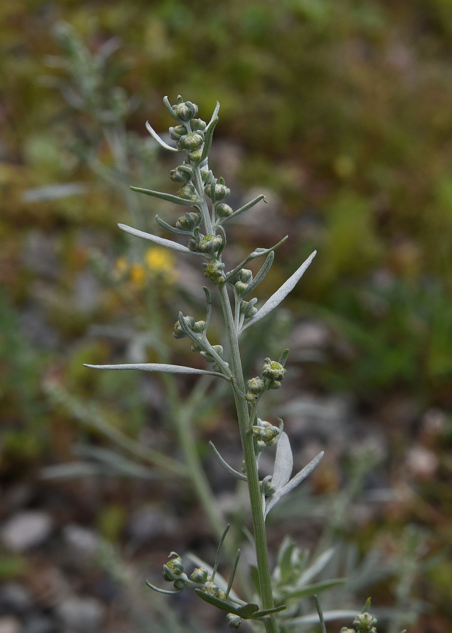 Изображение особи Artemisia absinthium.