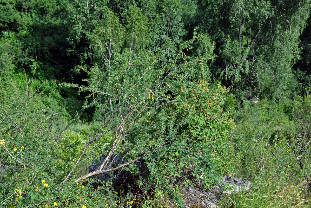 Image of Caragana pygmaea specimen.