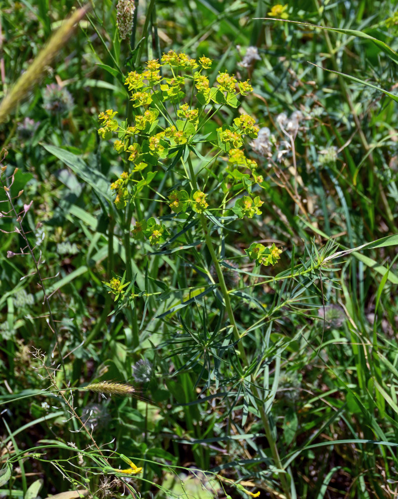 Image of Euphorbia virgata specimen.