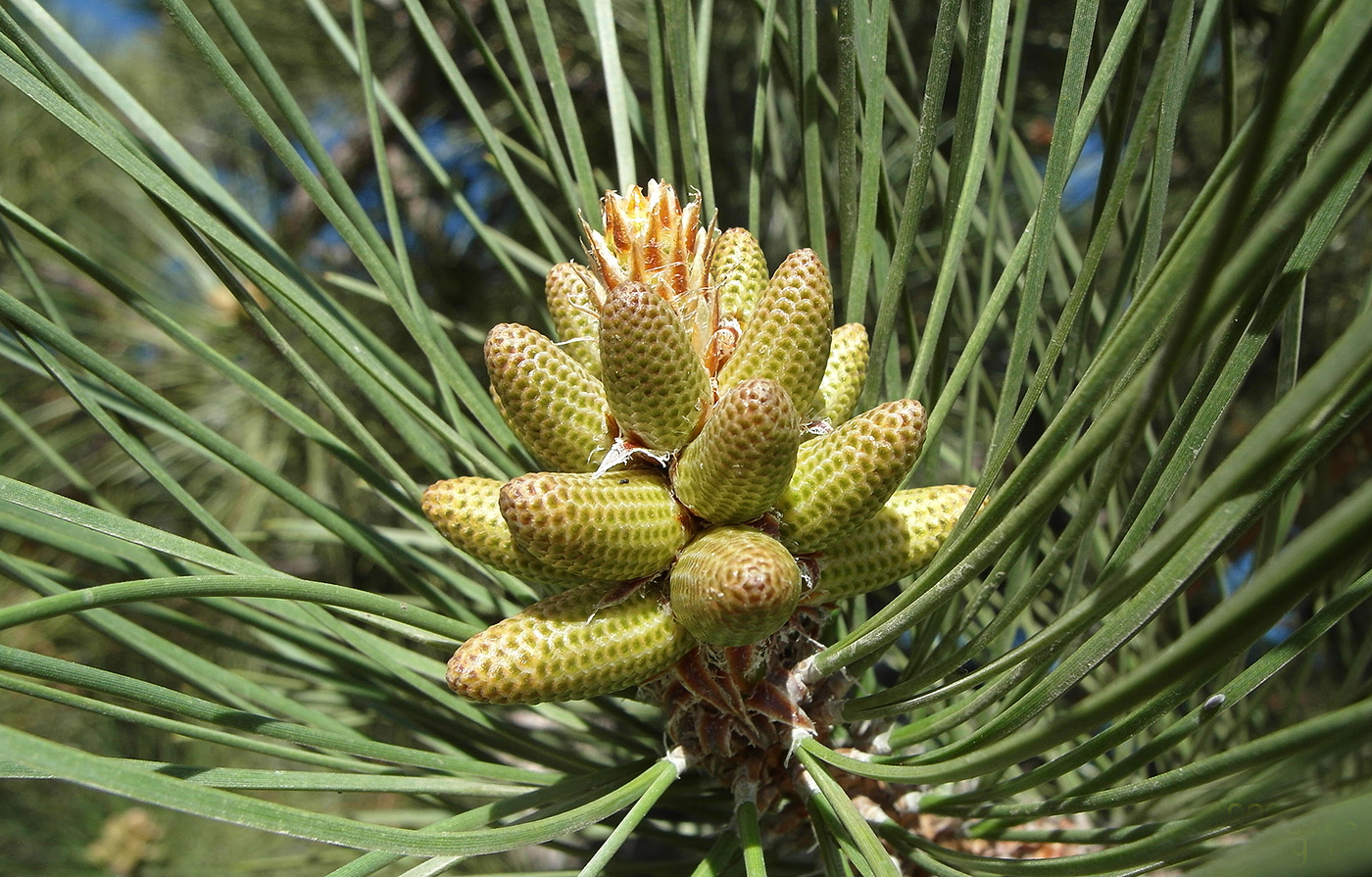 Image of Pinus pallasiana specimen.