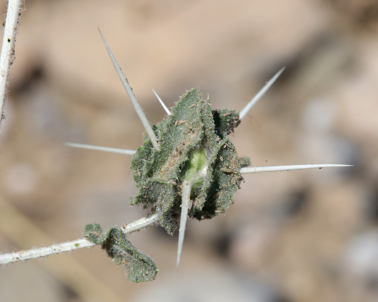 Image of Centaurea belangeriana specimen.