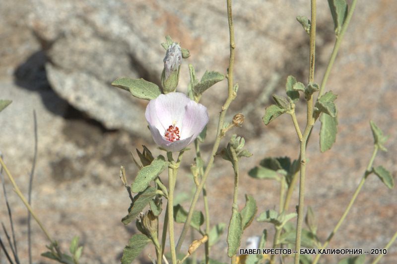 Image of Hibiscus denudatus specimen.