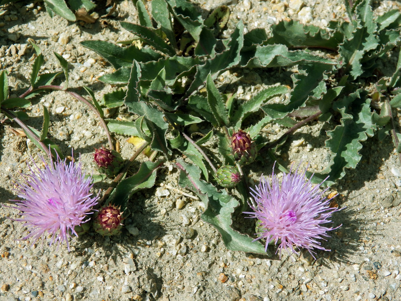 Изображение особи Klasea procumbens.