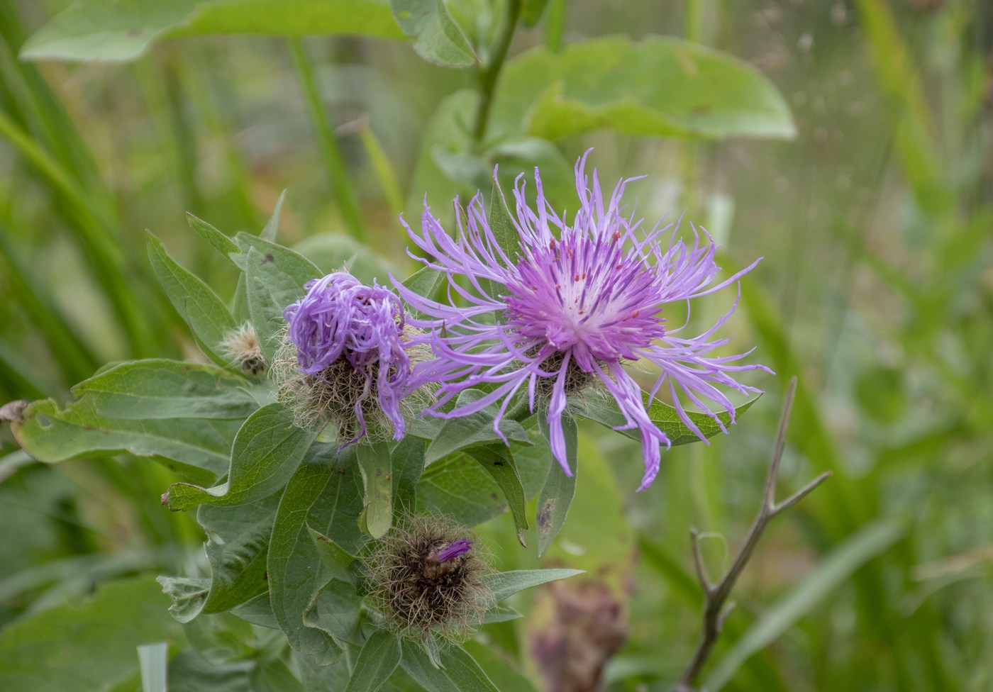 Изображение особи Centaurea abnormis.