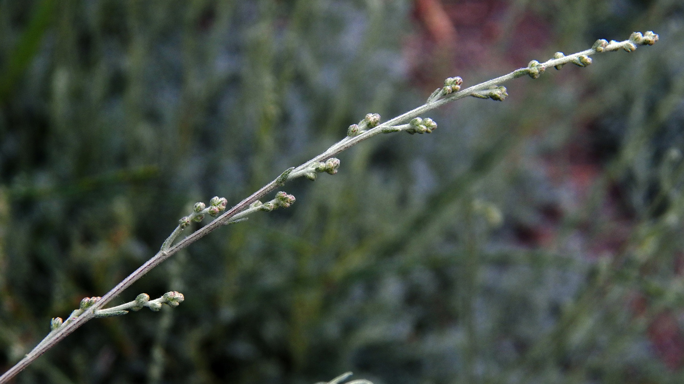 Image of genus Artemisia specimen.