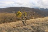 Viscum album. Плодоносящие растения на ветвях старого Crataegus pentagyna. Краснодарский край, м/о г. Новороссийск, склон горы Херсонка, остепнённый луг с одиночными деревьями боярышника. 11.11.2023.