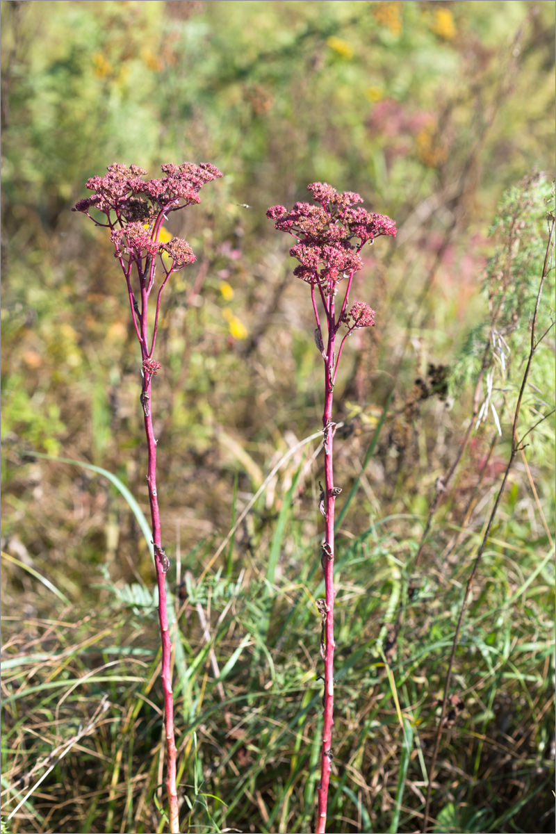 Изображение особи Hylotelephium triphyllum.