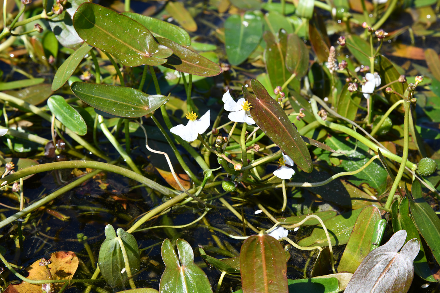 Image of Sagittaria natans specimen.