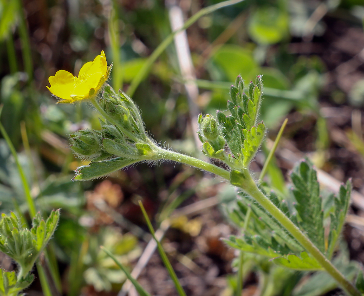 Image of Potentilla thuringiaca specimen.