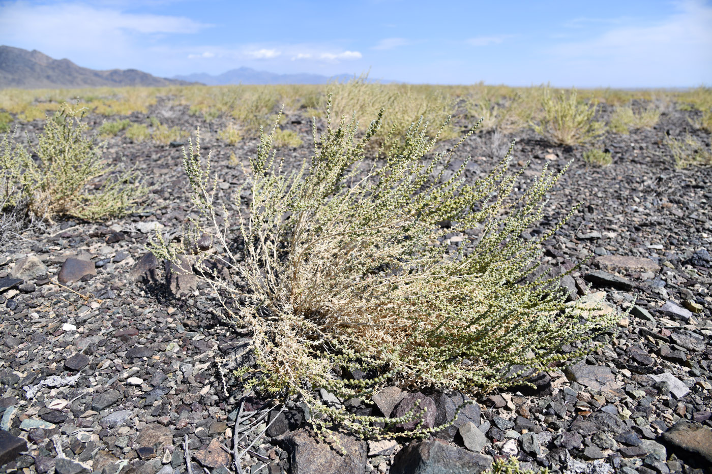 Image of familia Chenopodiaceae specimen.