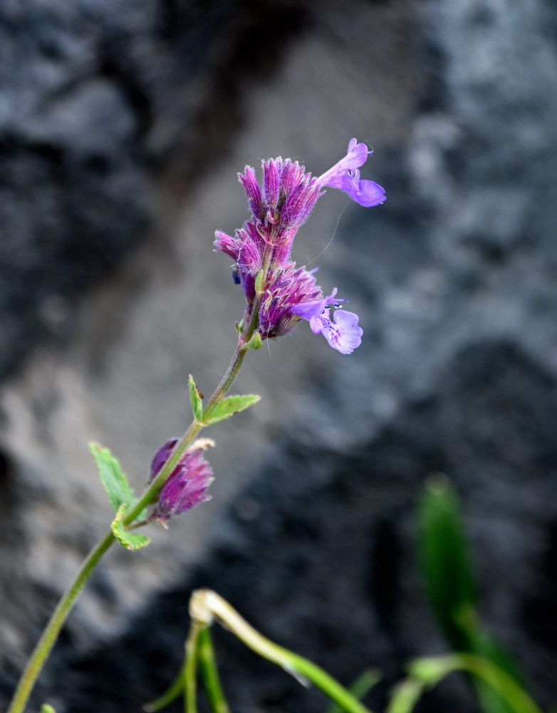 Image of Nepeta mussinii specimen.