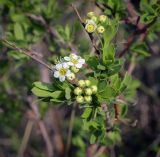 Spiraea hypericifolia. Верхушка цветущей веточки. Ростовская обл., окр. г. Донецк, правый берег р. Северский Донец, разнотравный луг. 09.04.2024.