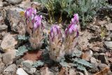 Astragalus chaetodon. Цветущее и плодоносящее растение. Казахстан, Алматинская обл., Чу-Илийские горы, окр. ур. Тамгалы, известняковая каменистая сопка. 2 мая 2024 г.