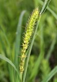 Carex atherodes