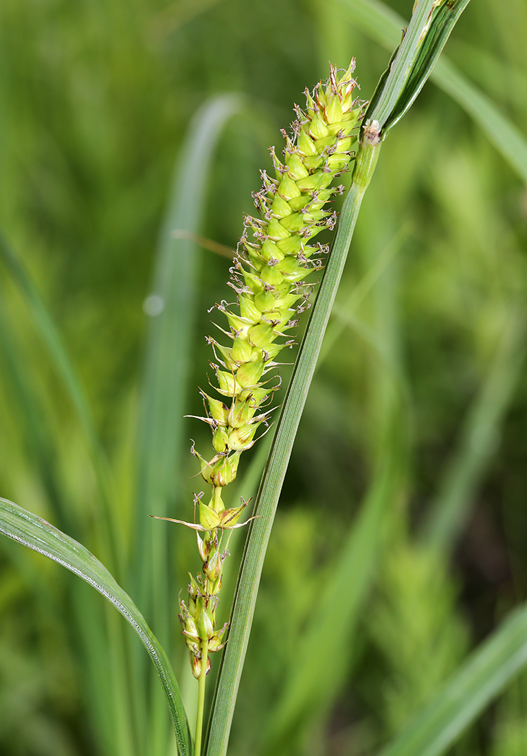 Image of Carex atherodes specimen.