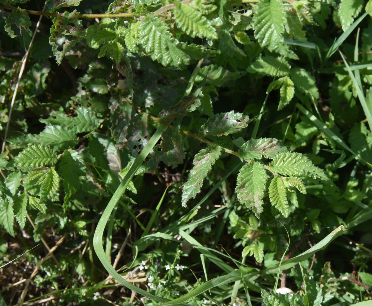 Image of genus Ulmus specimen.