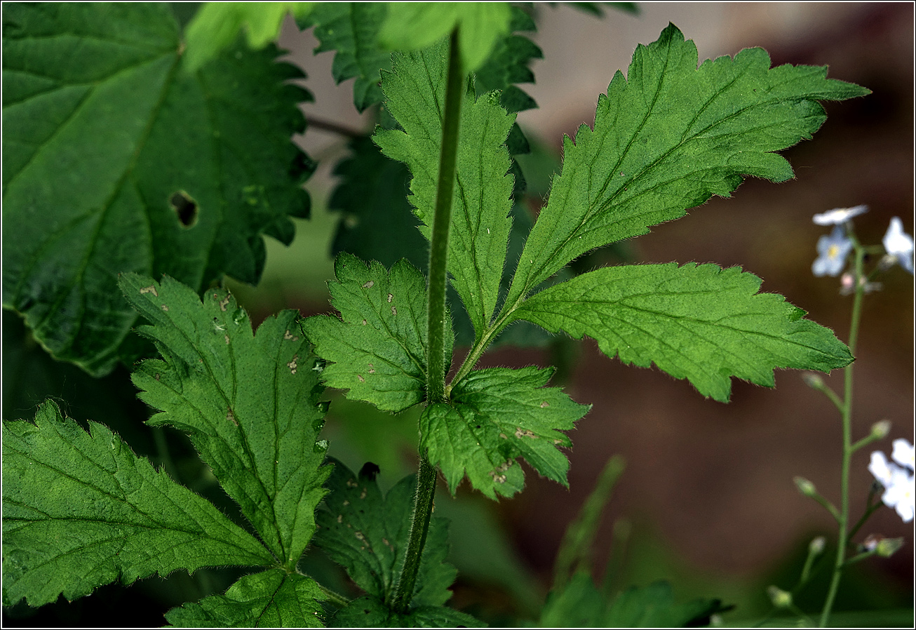 Image of Geum urbanum specimen.