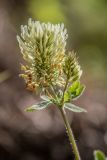 Trifolium canescens. Верхушка растения с соцветиями. Карачаево-Черкесия, Карачаевский р-н, дол. р. Кичи-Муруджу, ≈ 1850 м н.у.м., каменистый склон. 22.06.2024.