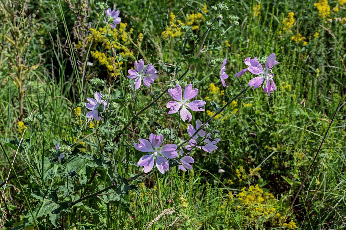 Image of Malva thuringiaca specimen.