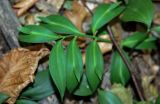 Ruscus hypoglossum. Вегетирующее растение. Крым, Большой каньон, буковый лес. 05.08.2007.